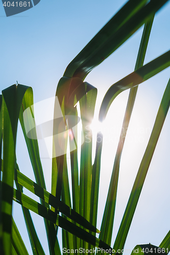 Image of Green leaves in sunlight