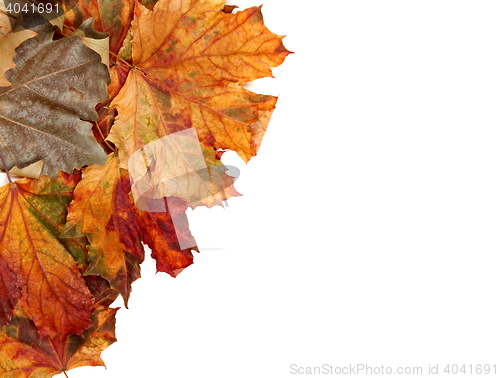 Image of Autumn multicolor maple leafs