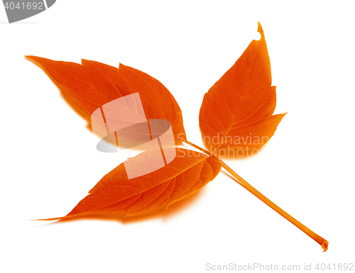 Image of Red autumn leaf on white