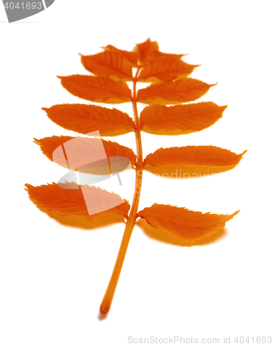 Image of Autumn rowan leaves