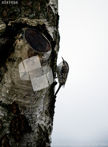 Image of Eurasian treecreeper