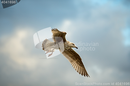 Image of Herring gull