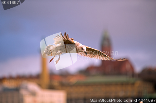 Image of Herring gull