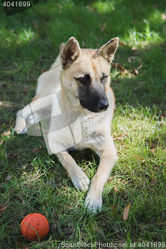 Image of Shepherd dog on grass