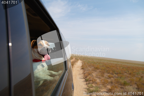 Image of Happy dog in driving car