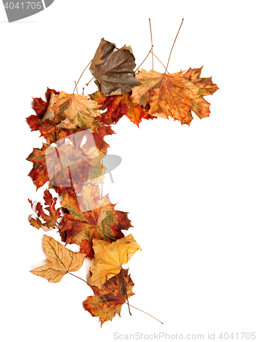 Image of Autumn dried multicolor maple leafs
