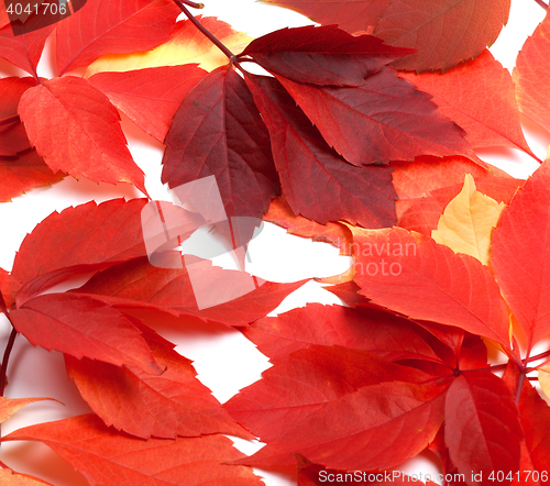 Image of Scattered red autumn leaves. Virginia creeper leaves.