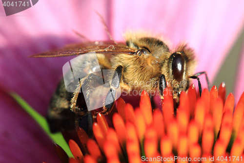 Image of small bee and violet echinacea flower