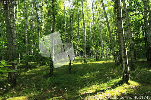 Image of green dark forest