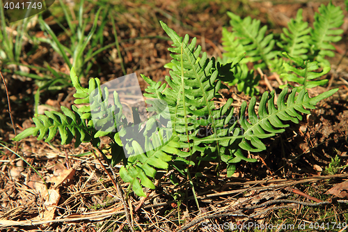 Image of wall fern with edible roots