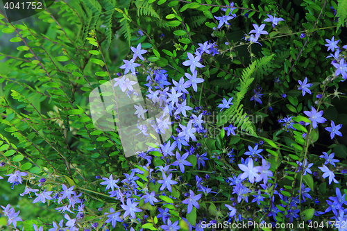 Image of unknown blue flowers