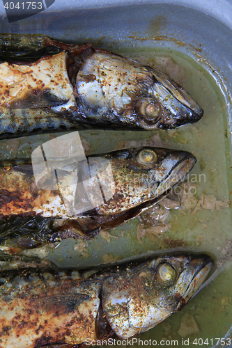 Image of mackerel fish background