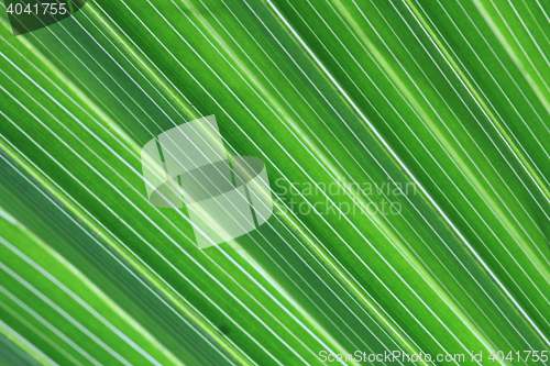 Image of green palm tree texture