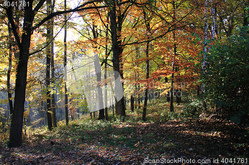 Image of color autumn forest 