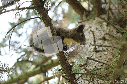 Image of squirrel is resting on the tree\r\n