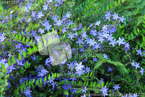 Image of unknown blue flowers