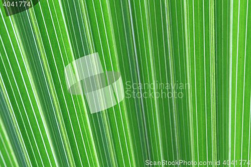 Image of green palm tree texture