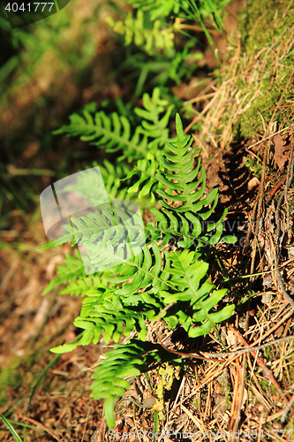 Image of wall fern with edible roots