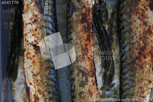 Image of mackerel fish background