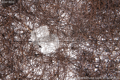 Image of natural straw texture