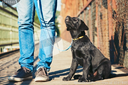 Image of Morning walk with dog