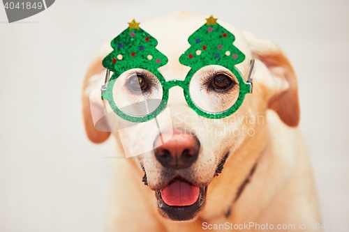 Image of Christmas time with dog. Labrador retriver is wearing funny Christmas tree glasses