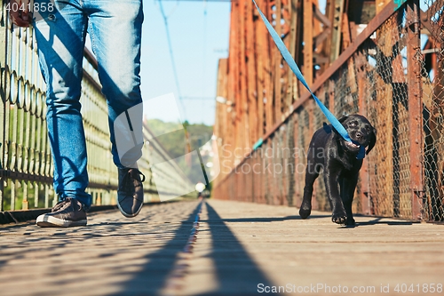 Image of Morning walk with dog