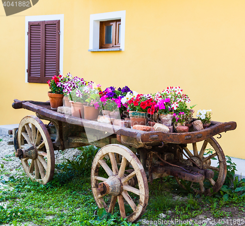 Image of Tuscany flowers