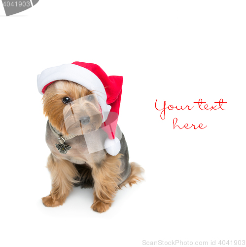 Image of Yorkshire terrier dog in christmas cap