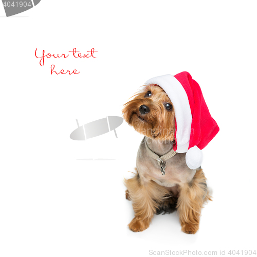 Image of Yorkshire terrier dog in christmas cap