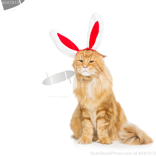 Image of Big ginger cat in christmas rabbit ears head rim