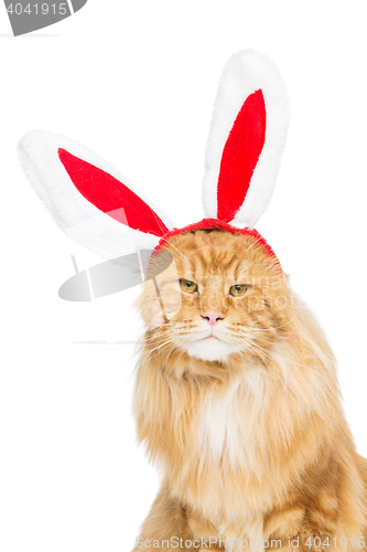 Image of Big ginger cat in christmas rabbit ears head rim