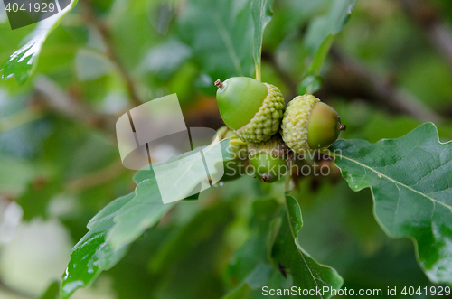 Image of some green acorn in the oak