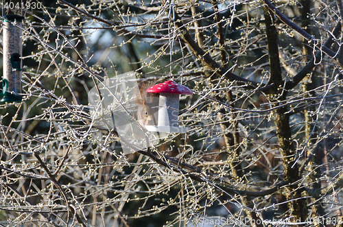 Image of one hungry squirell looking for food