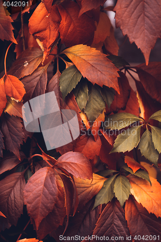 Image of Autumn Virginia Creeper