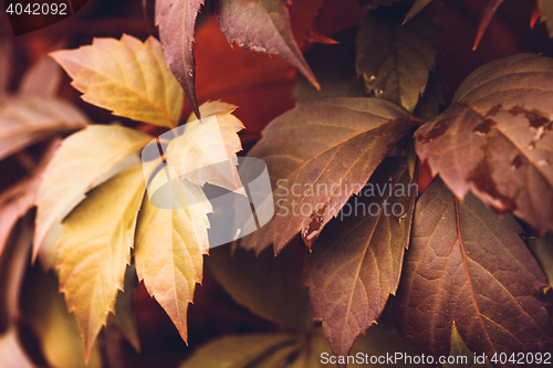 Image of Autumn Virginia Creeper