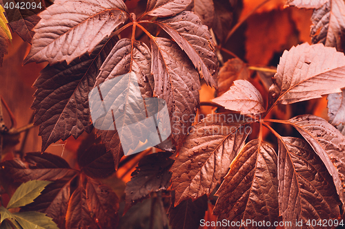 Image of Autumn Virginia Creeper