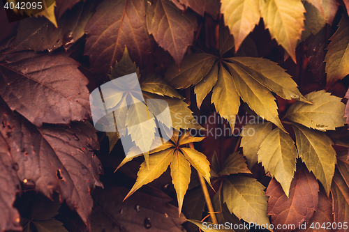 Image of Autumn Virginia Creeper