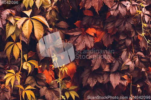 Image of Autumn Virginia Creeper