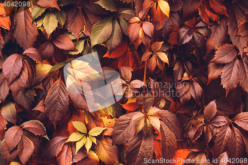 Image of Autumn Virginia Creeper