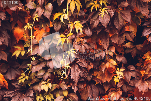 Image of Autumn Virginia Creeper