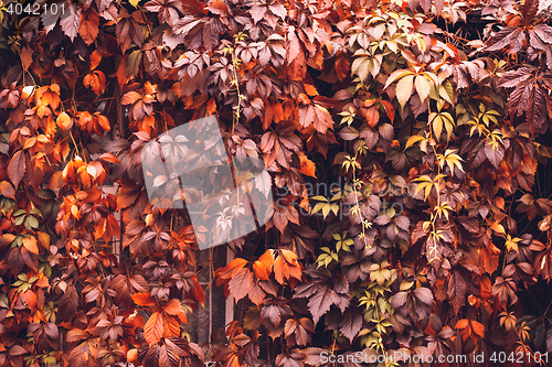 Image of Autumn Virginia Creeper