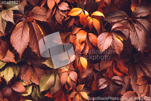 Image of Autumn Virginia Creeper