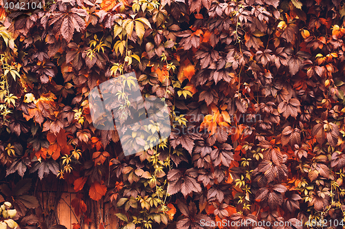 Image of Autumn Virginia Creeper