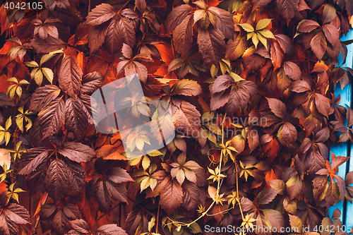 Image of Autumn Virginia Creeper