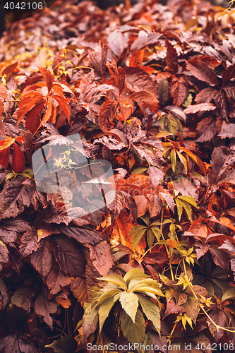 Image of Autumn Virginia Creeper