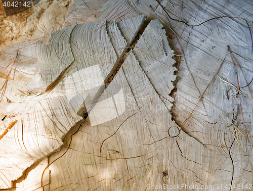 Image of The surface of the stump from the felled tree. Background image.