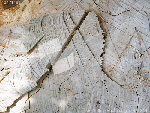 Image of The surface of the stump from the felled tree. Background image.