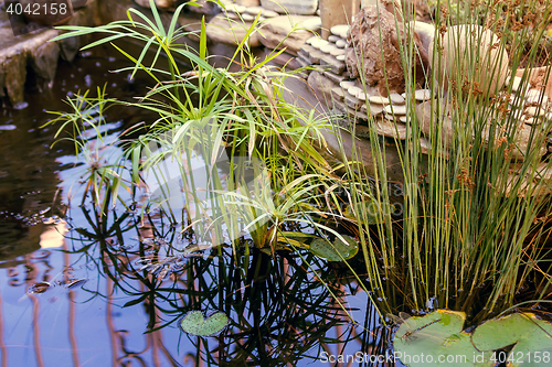 Image of Small decorative pond in the garden.