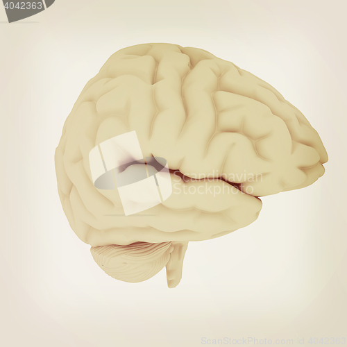 Image of Human brain. 3D illustration. Vintage style.
